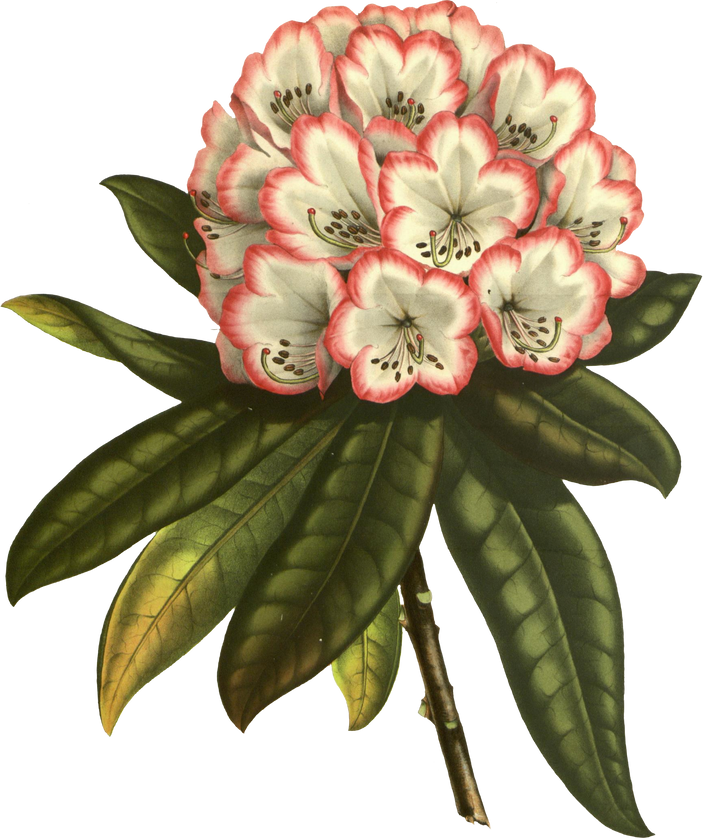 Floral Plant Illustration
